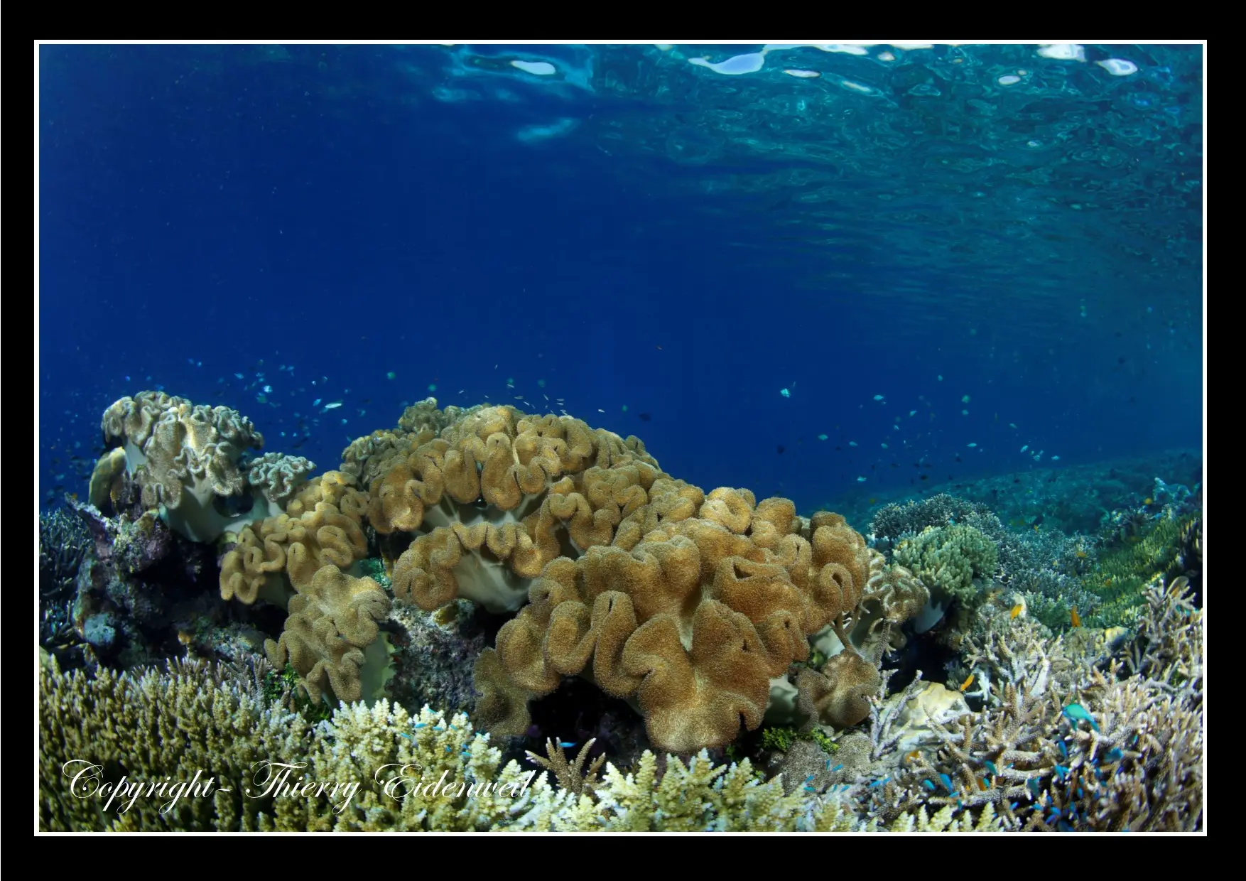 Anilao Macro Dive Media Highlight